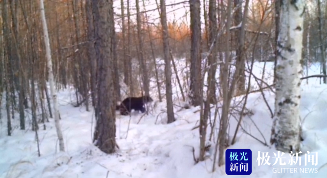 漠河:动物界的“金刚狼” 雪中上演功夫片