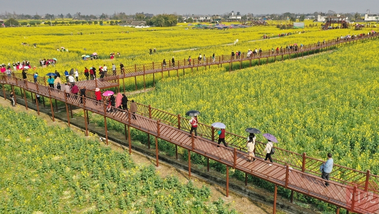 （中首）四川广汉：万亩“软黄金”包围新村美