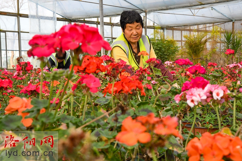 Over 500,000 Pots of Plants Ready for Peony Culture Festival_fororder_图片9