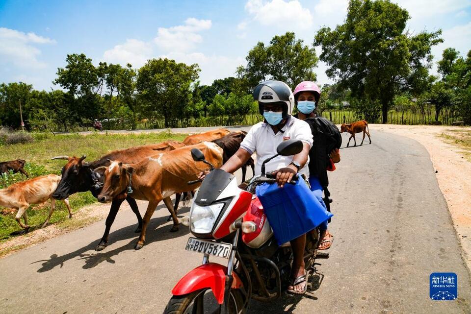 通讯：“抚平”乡道带来幸福感——记中企在斯里兰卡北部地区助力升级乡村路