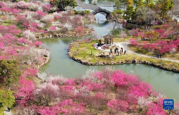 강소시민들 답청과 꽃 구경 삼매경 강소시민들 답청과 꽃 구경 삼매경_fororder_rBABC2IlXbGABWdGAAAAAAAAAAA092.1023x660.750x484