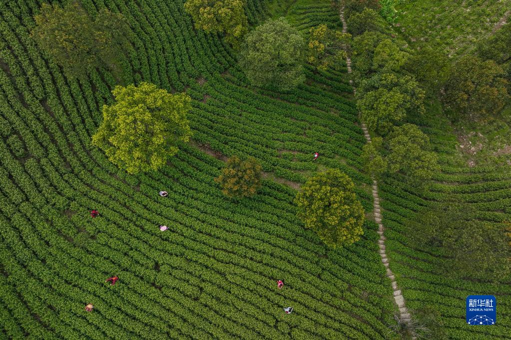 采摘明前茶 采摘明前茶