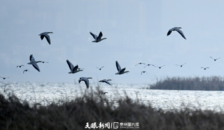 草海候鸟满意越冬陆续启程迁徙