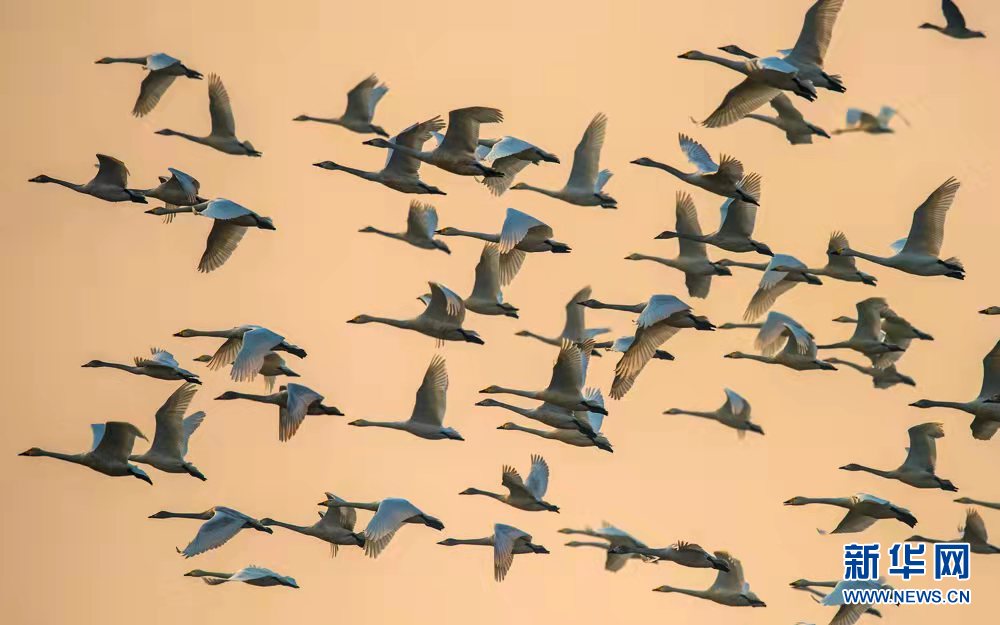 湖北龙感湖擦亮“候鸟天堂”名片 湖北龙感湖擦亮“候鸟天堂”名片