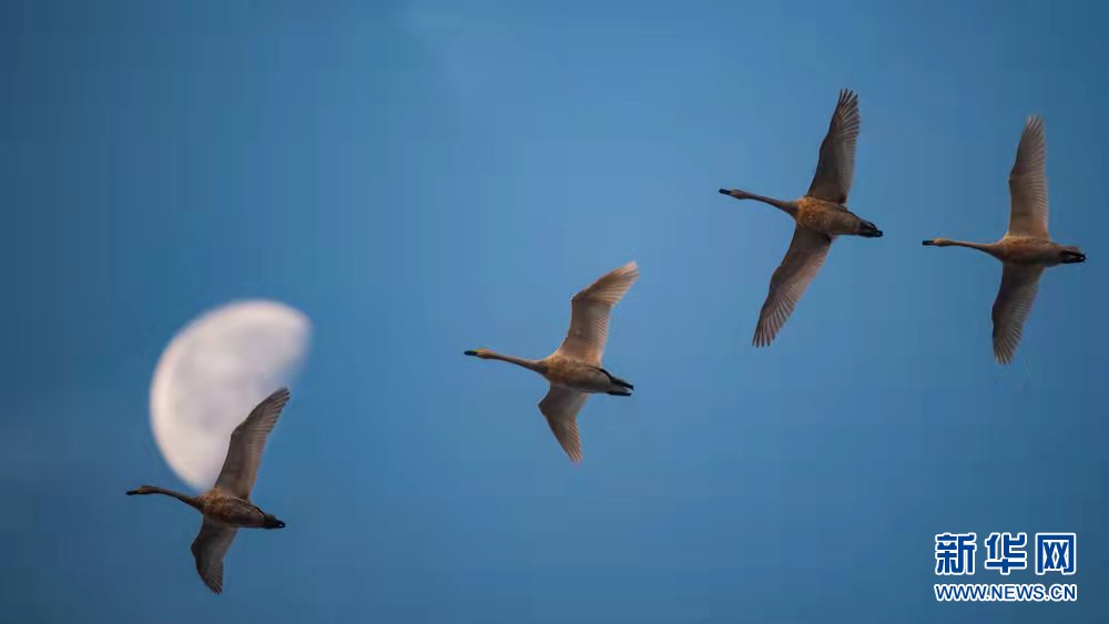 湖北龙感湖擦亮“候鸟天堂”名片 湖北龙感湖擦亮“候鸟天堂”名片