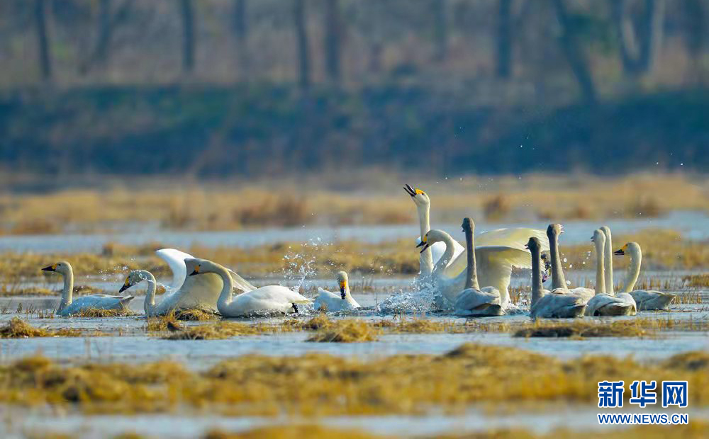 湖北龙感湖擦亮“候鸟天堂”名片 湖北龙感湖擦亮“候鸟天堂”名片