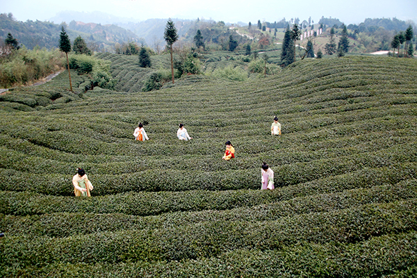 新建茶园8600余亩宜宾屏山县推动茶产业发展助力乡村振兴_fororder_茶园风光-摄影-何芳