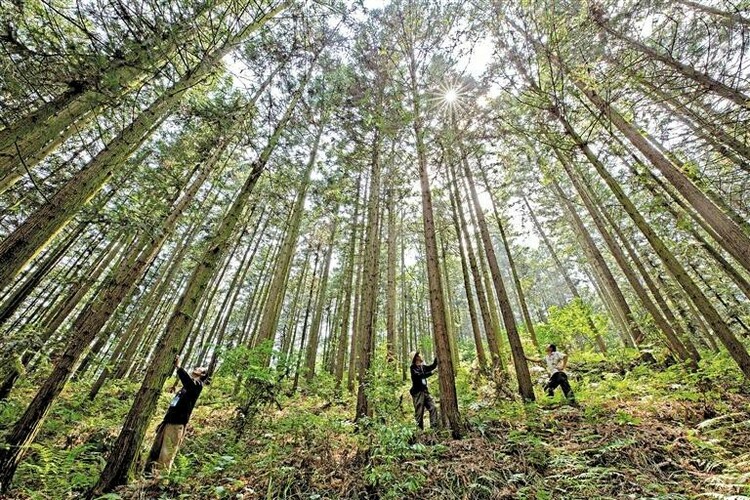 （中首）中德财政合作贵州省森林可持续经营项目成效显著影响广泛_fororder_5