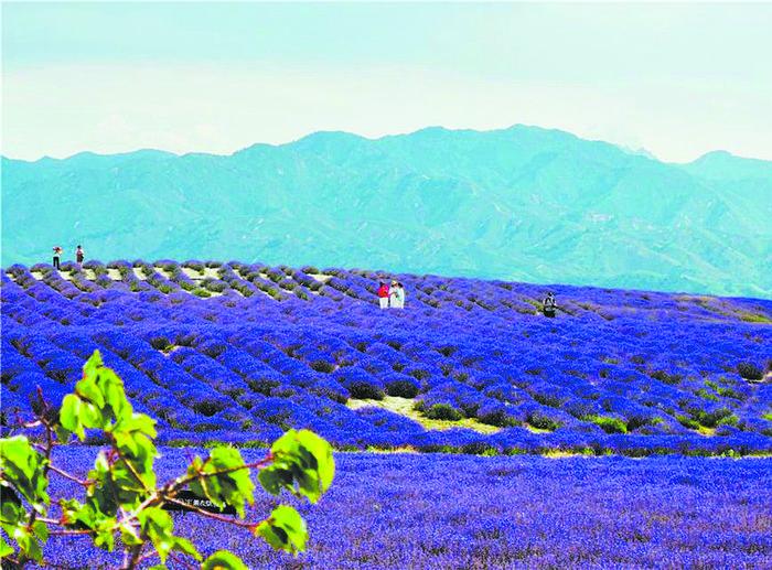 种好薰衣草 脱贫又致富