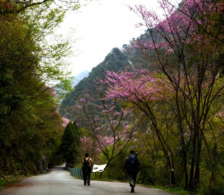 广元唐家河紫荆花儿开赏花正当时