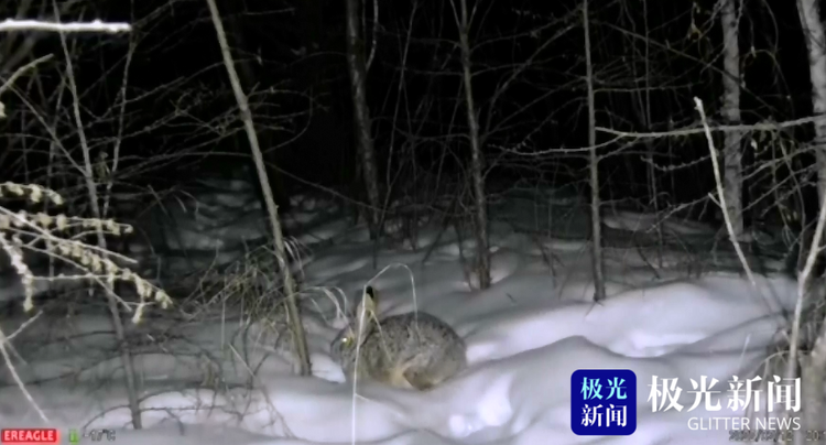 大兴安岭：萌宠来袭！雪兔光顾湿地公园