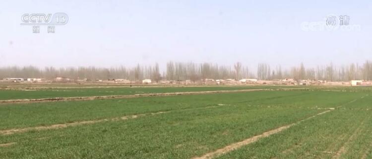 新疆冬小麦长势良好 春小麦播种正由南向北陆续展开