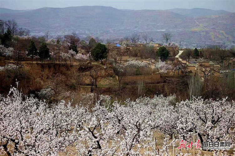 【焦点图轮播+天水列表】细雨清风到新阳 杏花红紫满眼春