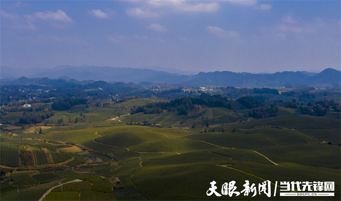 遵义湄潭茶旅融合风光好靠山吃山吃出新味道