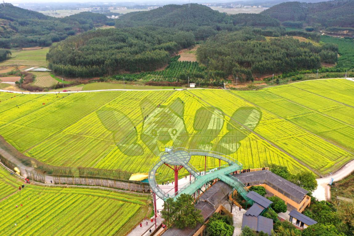 【B】【与春天撞个满怀 打卡最美春景】广西宾阳:多彩油菜花开引客来_fororder_图片 4