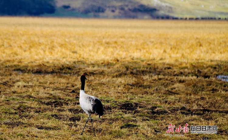 大量黑颈鹤归来 春日玛曲采日玛湿地美出新境界