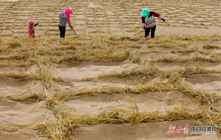 【生态图文列移动端列表】临泽县干群携手压沙织网锁“黄龙”