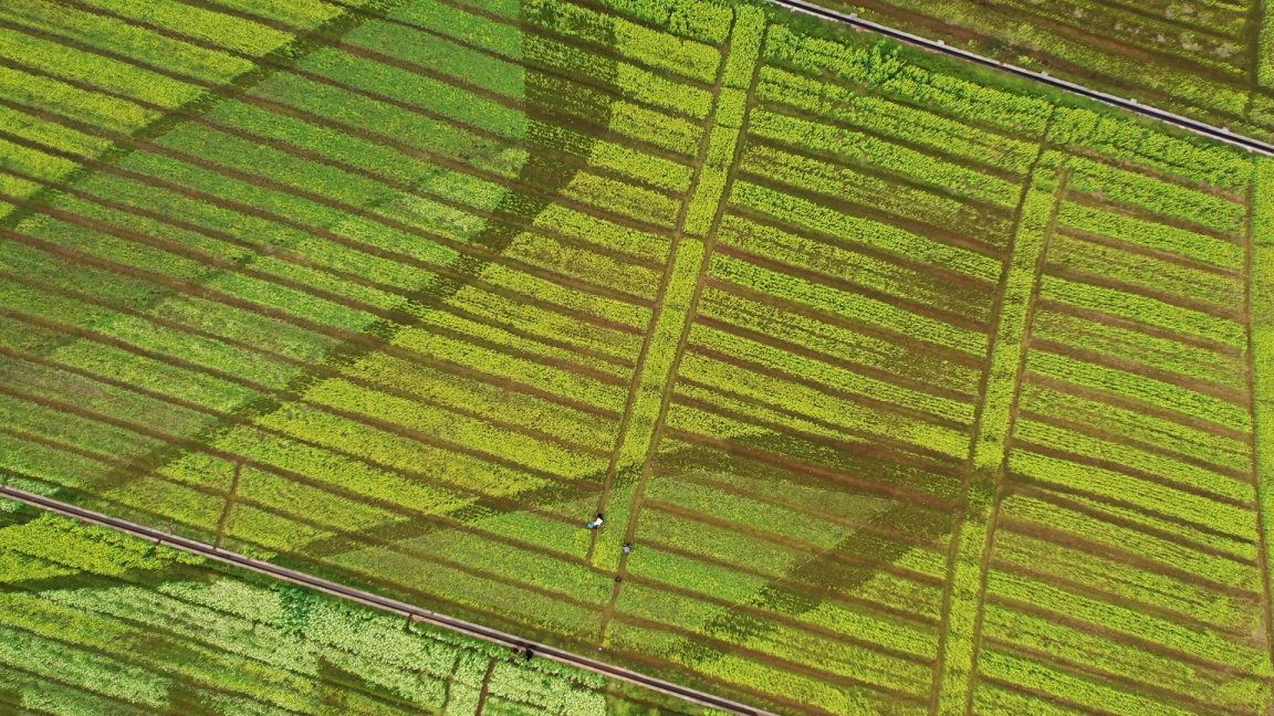 【B】【与春天撞个满怀 打卡最美春景】广西宾阳:多彩油菜花开引客来_fororder_图片 9