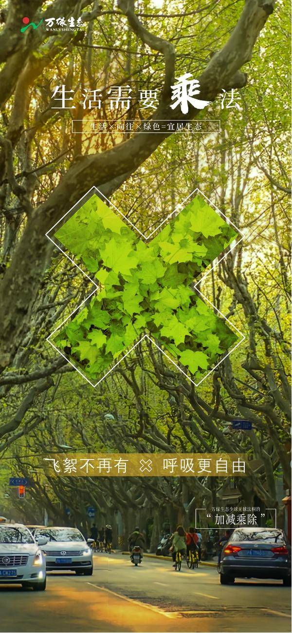 万绿生态少球无球法桐的“加减乘除” 万绿生态少球无球法桐的“加减乘除”