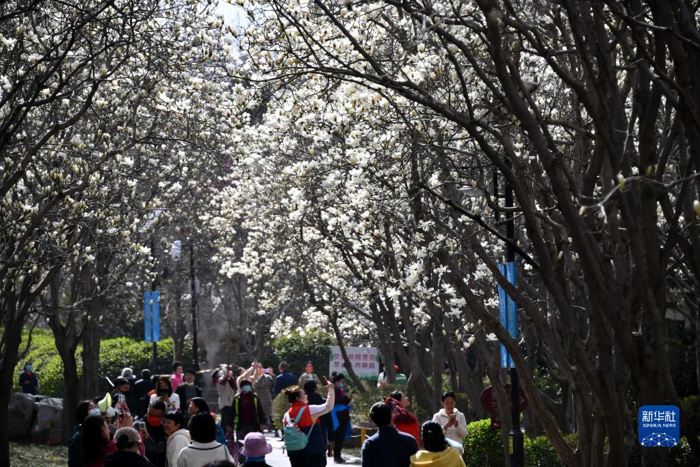 春暖泉城玉兰开 春暖泉城玉兰开