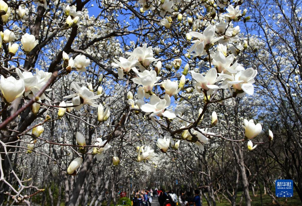 春暖泉城玉兰开 春暖泉城玉兰开