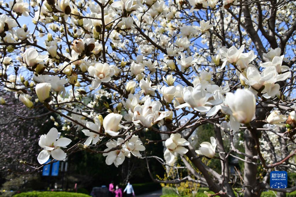 春暖泉城玉兰开 春暖泉城玉兰开