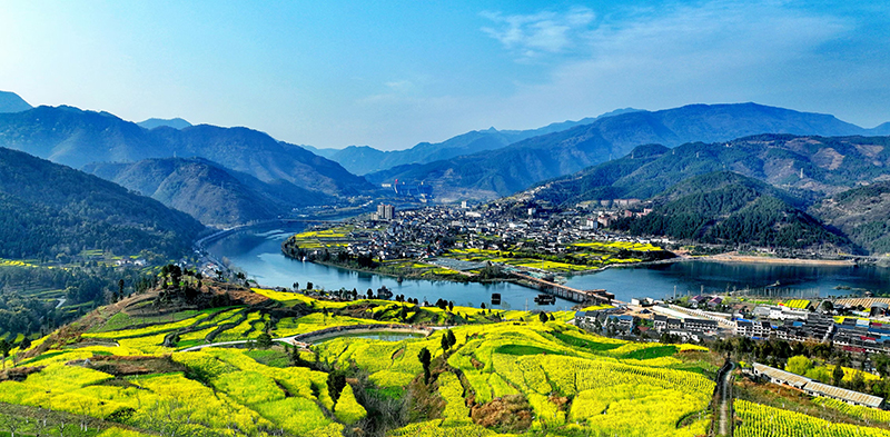 【与春天撞个满怀 打卡最美春景】广元:白龙江畔菜花黄 春醉山水花正灿_fororder_广元市利州区三堆镇油菜花竞相开放-陈平摄