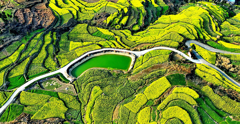 【与春天撞个满怀 打卡最美春景】广元:白龙江畔菜花黄 春醉山水花正灿_fororder_鸟瞰广元市利州区三堆镇油菜花-陈平摄