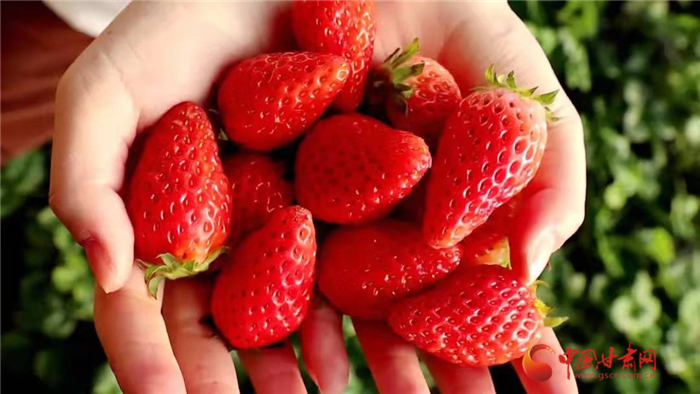 【小康路上看老乡】兰州永登：春日草莓红 香甜引客来