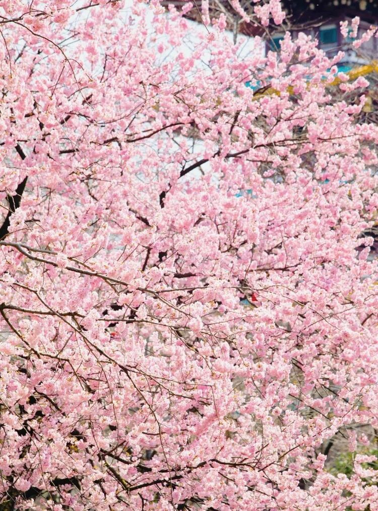 “真的想邀请总书记来看一下武汉的樱花”_fororder_15