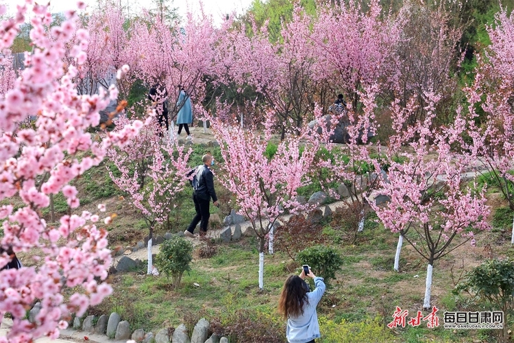 【移动端+县域图片列表】康县：十里梅花朵朵开 千树万枝浮暗香