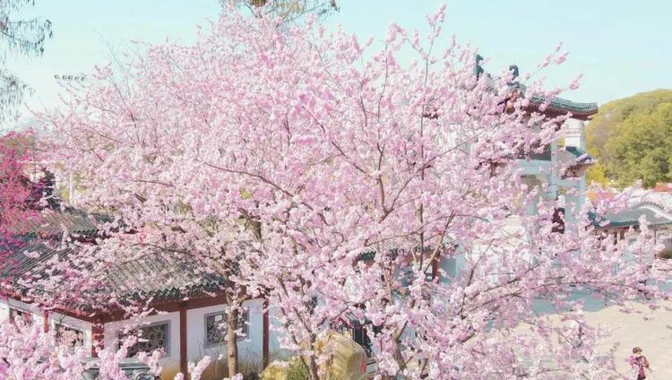 “真的想邀请总书记来看一下武汉的樱花”_fororder_10