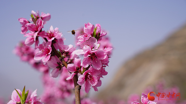 陇南武都：桃花灼灼报春来 踏青赏花正当时_fororder_00301224374_9e29f377