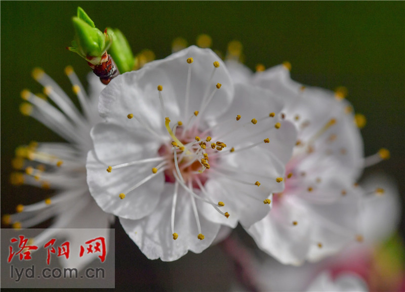 Spring Blossoms Decorate Luoyang City with Various Colors_fororder_图片7
