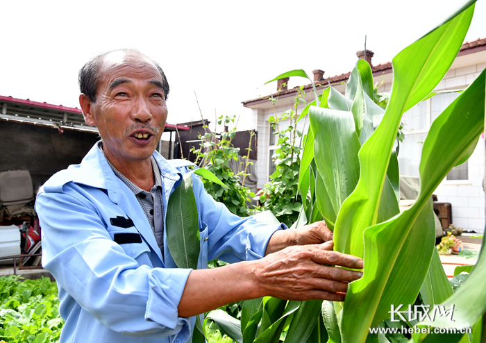 张家口市万全区发展鲜食玉米见闻