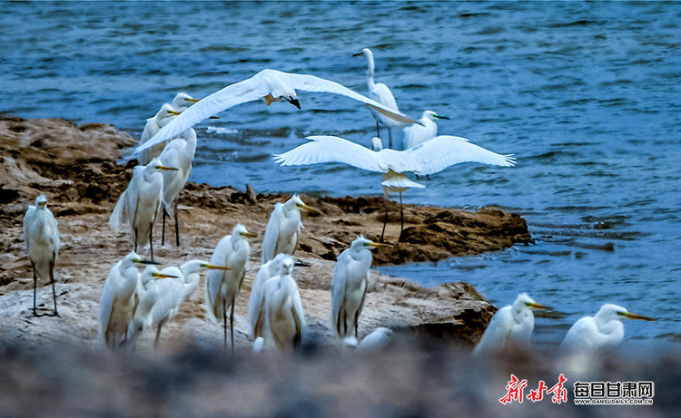 【焦点轮播图】敦煌西湖湿地成候鸟栖息的乐园
