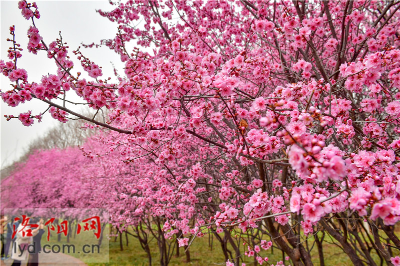 Spring Blossoms Decorate Luoyang City with Various Colors_fororder_图片1