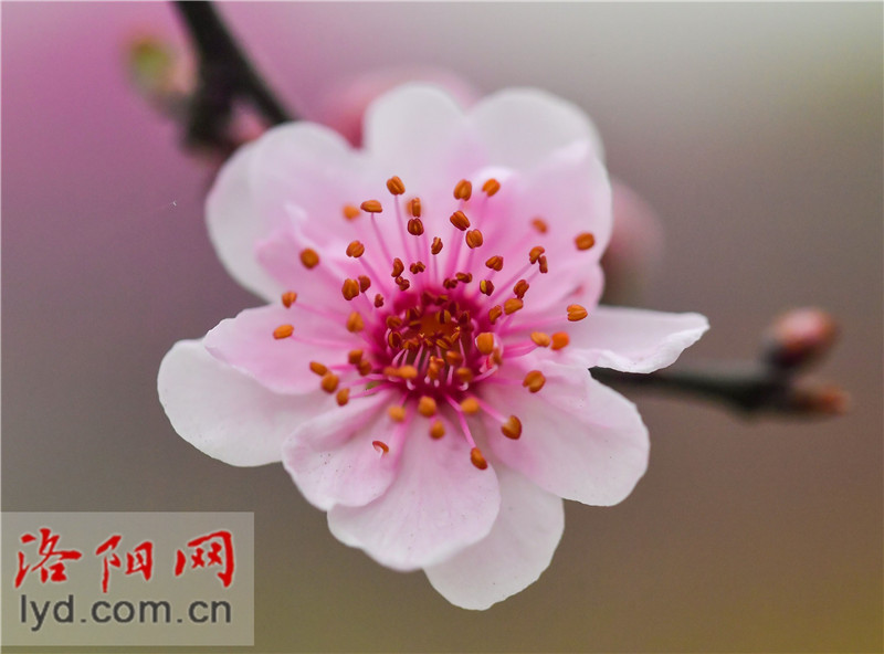 Spring Blossoms Decorate Luoyang City with Various Colors_fororder_图片10