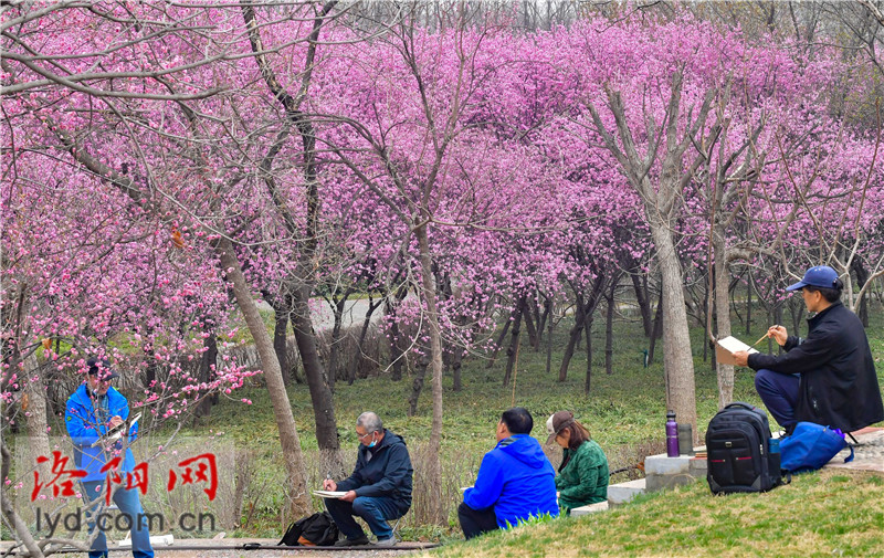 Spring Blossoms Decorate Luoyang City with Various Colors_fororder_图片2