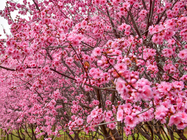 Spring Blossoms Decorate Luoyang City with Various Colors