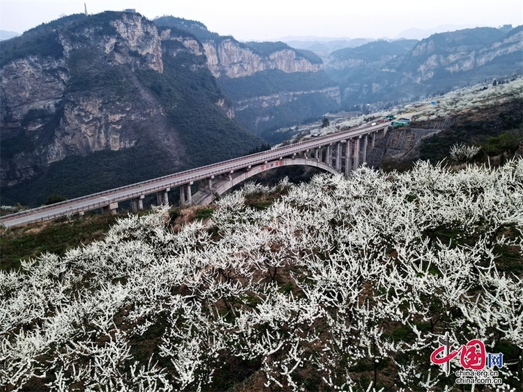 （转载）泸州叙永：乌蒙花海万亩盛放 果农看到丰收希望