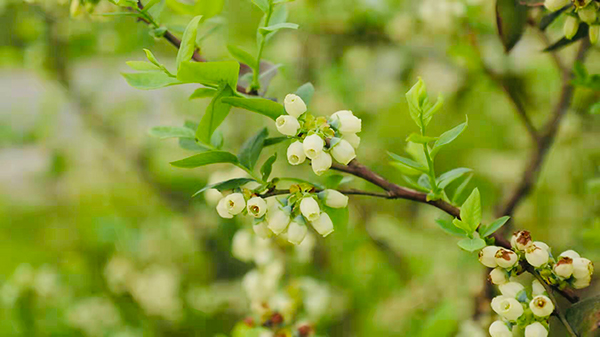 成都市新都区恒丰蓝莓庄7万余株蓝莓花盛开