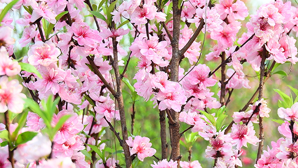 自贡富顺:农旅融合助发展 打造休闲娱乐后花园_fororder_3观赏桃花正当时(摄影-廖志全)