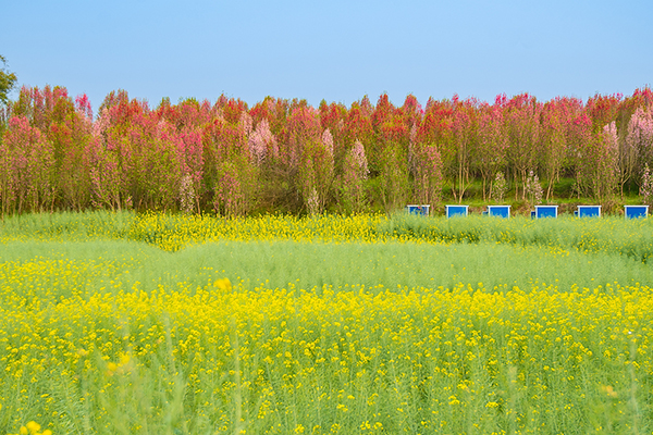 自贡富顺:农旅融合助发展 打造休闲娱乐后花园_fororder_2千秋村桃花园美景如画(摄影-廖志全)