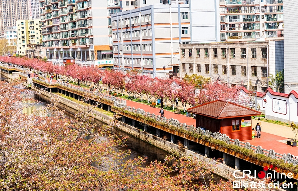 贵州六盘水水城河沿岸樱花盛开景色如画春光美