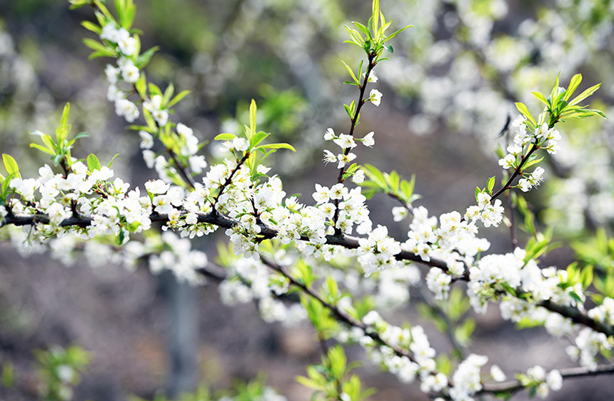 广西龙胜:春来“花事”忙