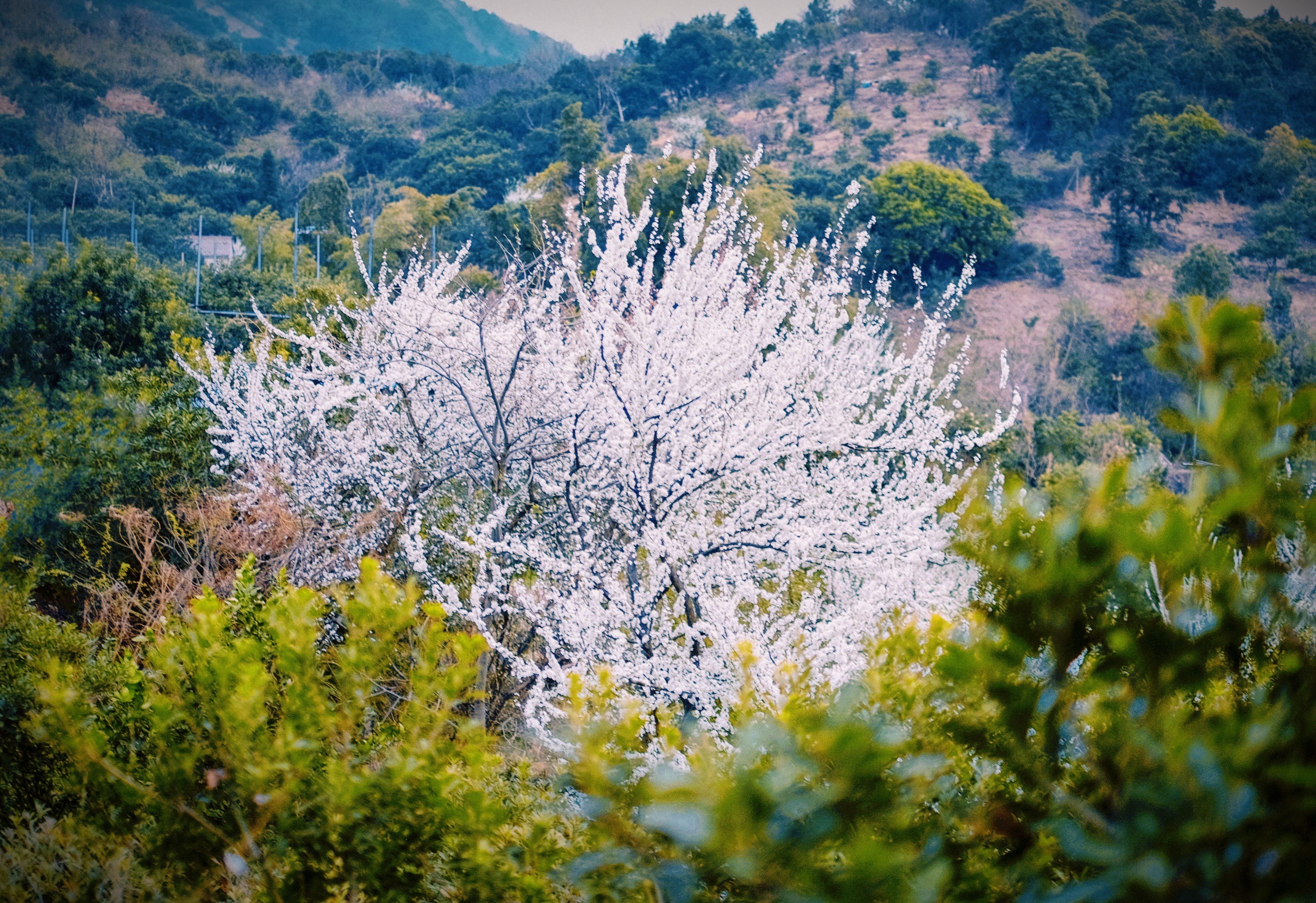 无锡滨湖：春到马山 定格美妙时光