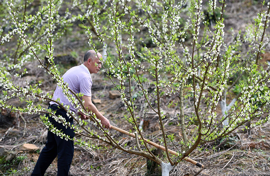 广西龙胜:春来“花事”忙