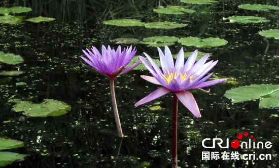 莲花湿地景区：打造铁岭旅游最靓丽名片