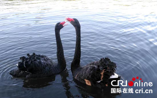 莲花湿地景区：打造铁岭旅游最靓丽名片